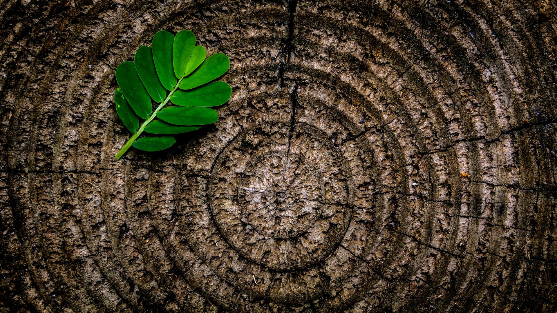 HLB Hungary receives sustainability audit certification